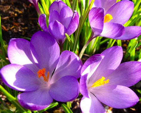 Spring flowers design border background. Up on Haliburton Hill: Spring did arrive