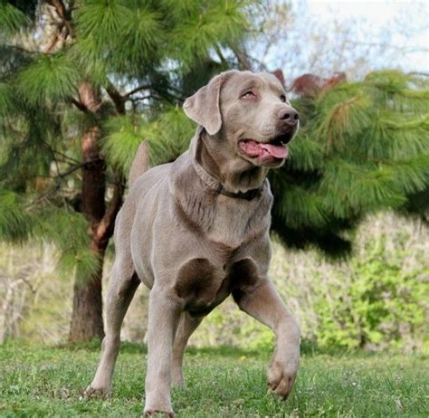 Well tempered, good with kids, farm raised. Silver Lab breeders, Labrador Retrievers, For sale, silver ...