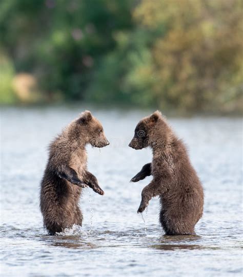 Two Cute Brown Bear Cubs Playing Stock Image Image Of