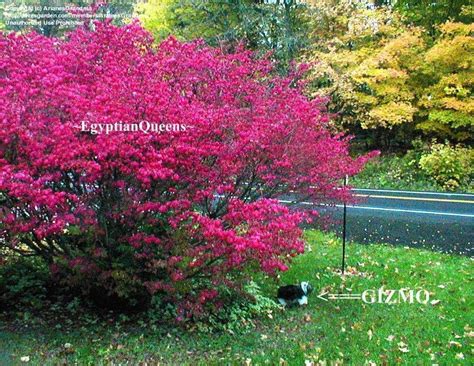 The most awsome of trees. PlantFiles Pictures: Euonymus, Dwarf Burning Bush, Cork ...