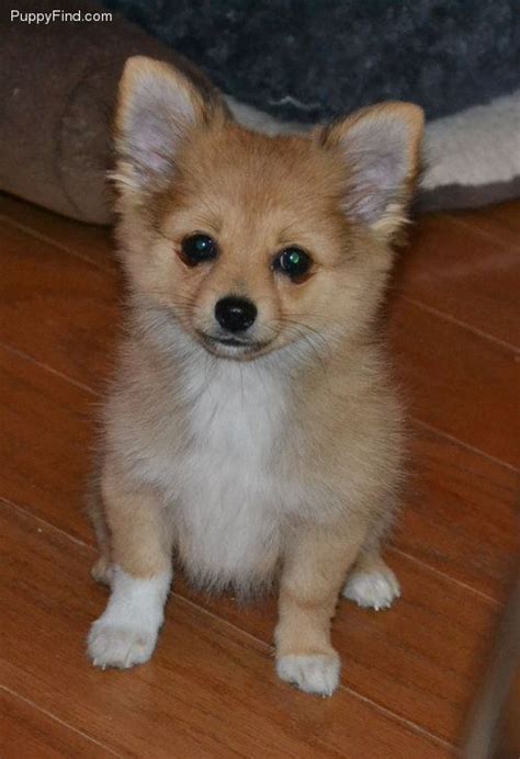 Pomeranian Chihuahua Mix Puppies For Sale Pets Lovers