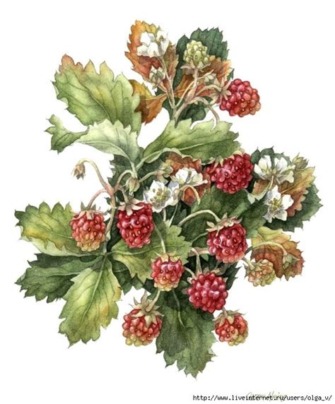 A Watercolor Painting Of Berries And Leaves