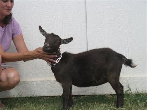 You can see everything that asda sells on its website but you'd like to make a trip to an asda store then use the online store locator to find out which asda is nearest you. Nigerian Dwarfs in Oklahoma | BackYardHerds - Goats ...