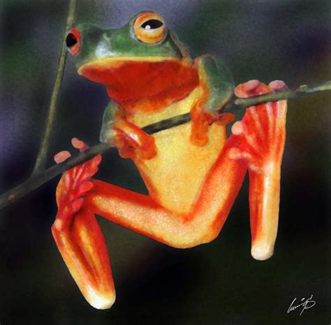 Orange Bellied Tree Frog By Cummingsart On Deviantart