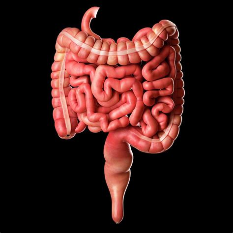 Human Intestines Photograph By Sciepro Pixels