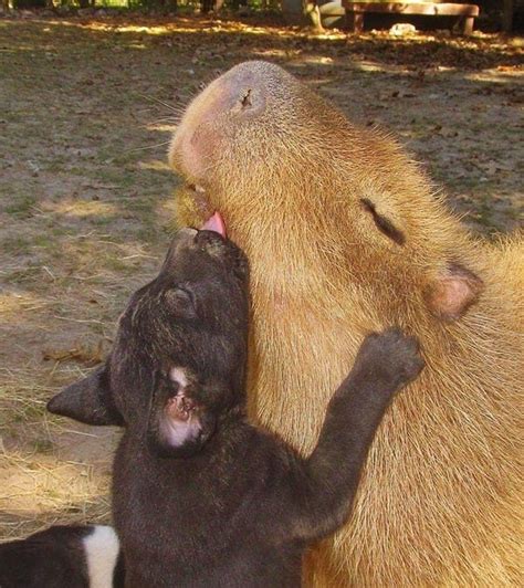 Its Official All Animals Love Hanging Out With Capybaras Capybara