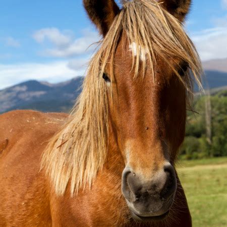 Kpu bei pferden ist behandelbar. HPU-Test Pferd - Keac Parkstad