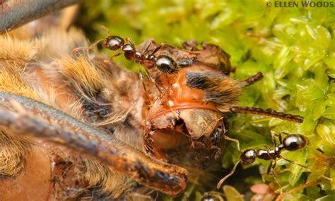 An arthropod, in this case a centipede has its body encased in an exoskeleton which allows the development of jointed limbs. ARTHROPODS | Endless Forms