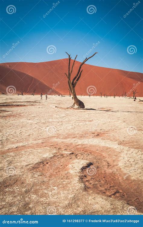 Dead Tree In Namibian Desert At Deadvlei Sossusvlei Namib Naukluft