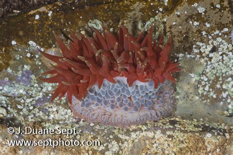 Intertidal Marine Life Of Australia Duane Sept Photography