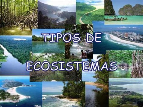 Tipos De Ecosistemas