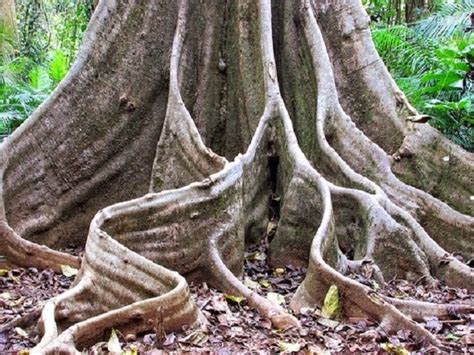 Jenis Jenis Akar Pada Tumbuhan Beserta Ciri Ciri Akar Types Of Root