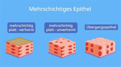 Epithelgewebe Arten Und Funktion · Mit Video