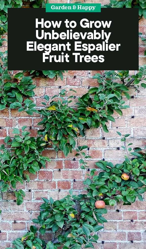 Suffice it to say, the more time you can put between when you plant a tree, and the arrival of summer, the better. How to Grow Espalier Fruit Trees - Garden and Happy
