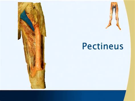 Muscle Chart Pectineus Medial Thigh Anatomy Guy