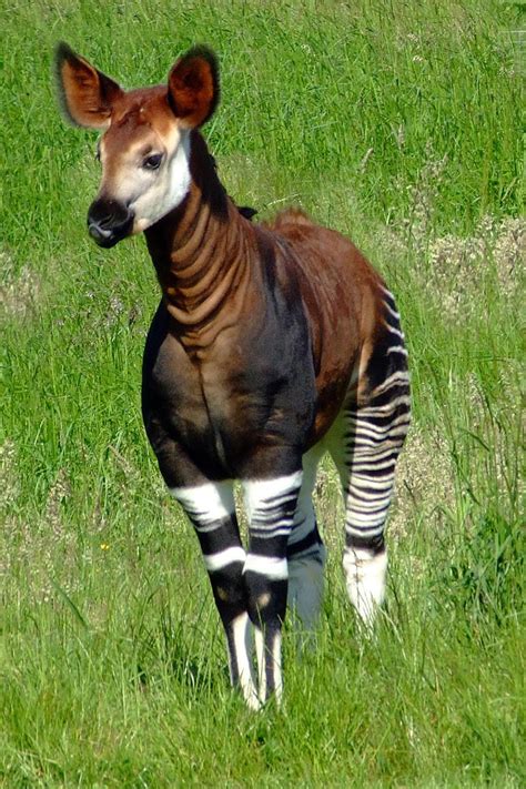 Beautiful Okapi Also Known As Forest Giraffe Lives In Democratic