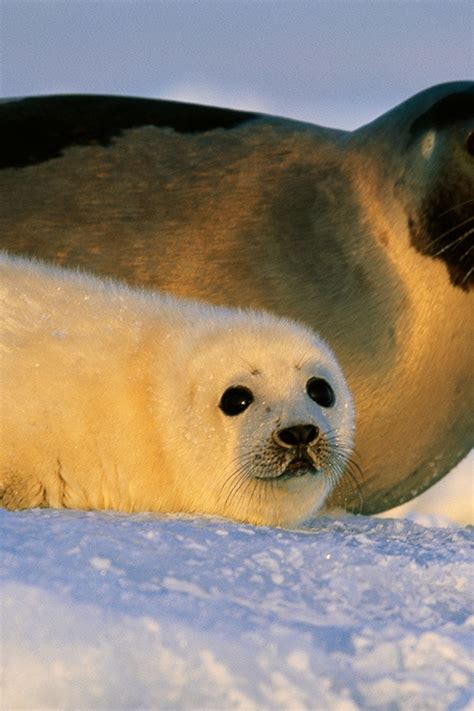 Cute Baby Seals Pictures