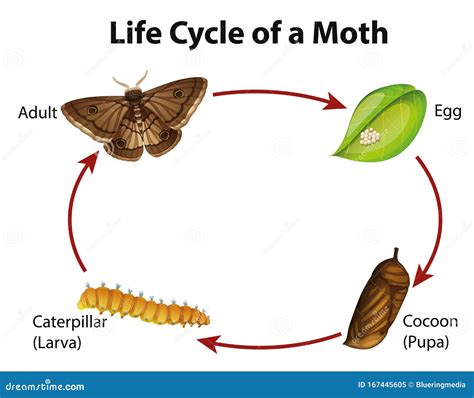 Diagram Showing Life Cycle Of Moth Stock Vector Illustration Of