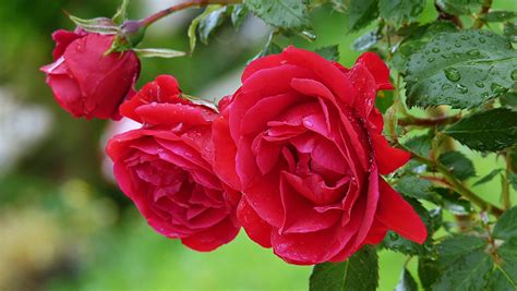Download Red Rose Red Flower Spring Nature Flower Rose 4k Ultra Hd