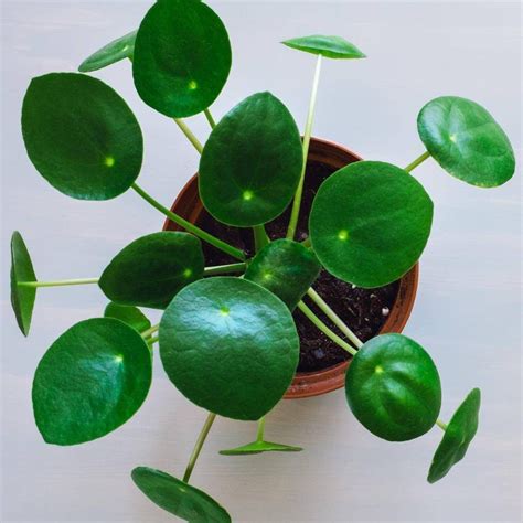 Where to plant money plant can grow in both direct and indirect sun light. 3pc Chinese Money Plant - National Plant Network in 2020 ...
