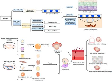 Frontiers Generation Of Skin Organoids Potential Opportunities And