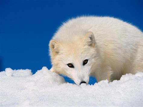 White Wolf - The Animal Life