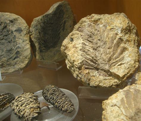 Fossil Corals Fossil Corals Museum Of Paleontology Naples