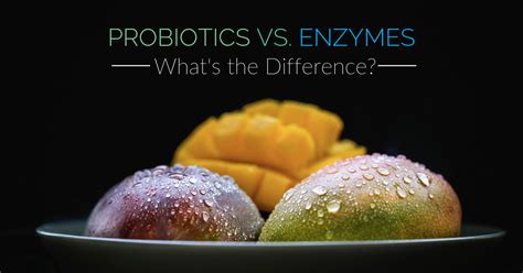 Probiotics Vs Enzymes Whats The Diff The Best Probiotic