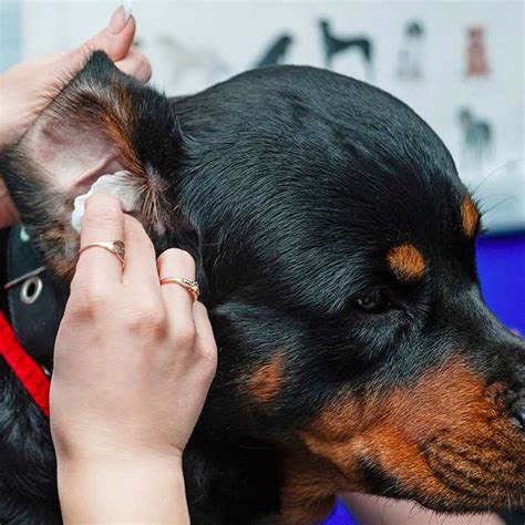 More often than not, you'll be dealing with a buildup of earwax (and other gross stuff) on the grilles from which sound is emitted. Cleaning Dogs' Ears | Dog Care & Tips | Bow Wow Meow