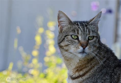 Ist irgendwie ein internationaler katzentag (international cat day), auch bekannt als weltkatzentag (world cat day). Internationaler Katzentag / Cats | Nettypic photography