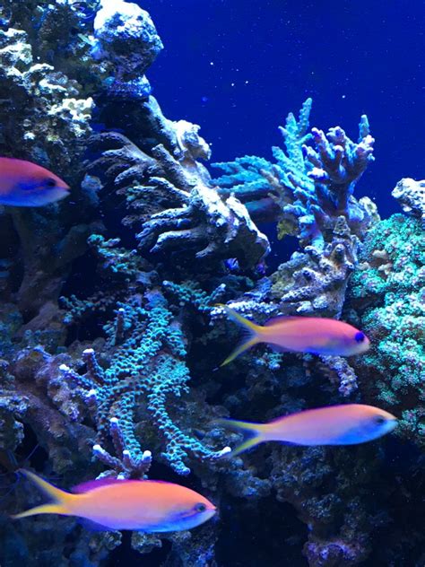 In biology, any group of fish that stay together for social reasons are shoaling, and if the group is swimming in the same direction in a coordinated manner, they are schooling. SCHOOLING Fish!! | Page 2 | REEF2REEF Saltwater and Reef ...