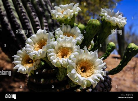 A Cluster Of Saguaro Blossoms Put On An Impressive Show Arizonas