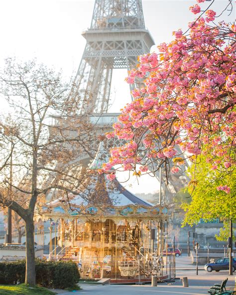 Eiffel Tower With Pink Flowers Cherry Blossoms In Paris