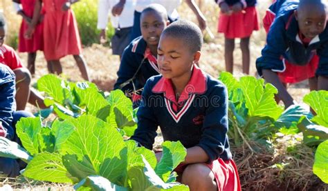 School Children Learning About Agriculture And Farming Editorial Image
