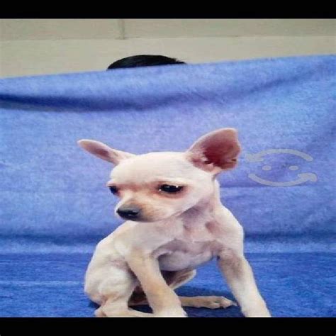 Álbumes 103 Foto Imágenes De Chihuahua Cabeza De Venado Alta