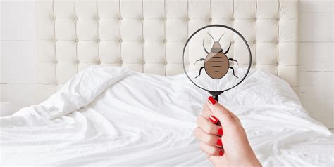 This Is How To Tell If You Have Bed Bugs In Your Mattress Pure Home Improvement