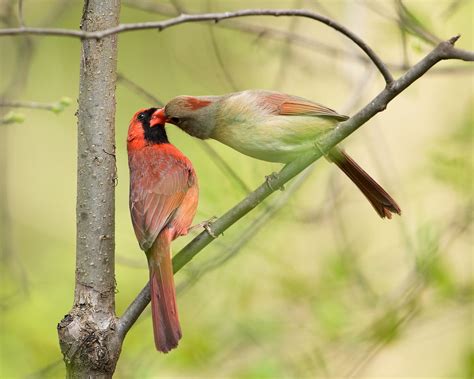 Cardinal Pair 2jf02461 Northern Cardinals Pair Bonding P Flickr