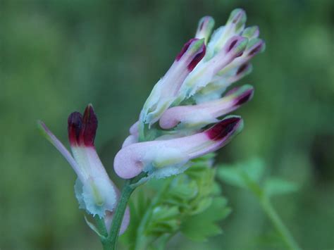 Common Ramping Fumitory Fumaria Muralis BRITISH NATURE GUIDE