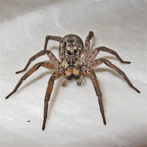 Hogna Baltimoriana Wolf Spiders In Kempner Texas Bugs In The News