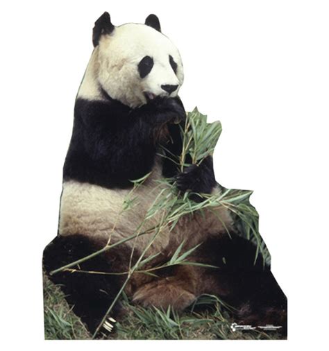 Life Size Panda Bear Cardboard Cutout 734