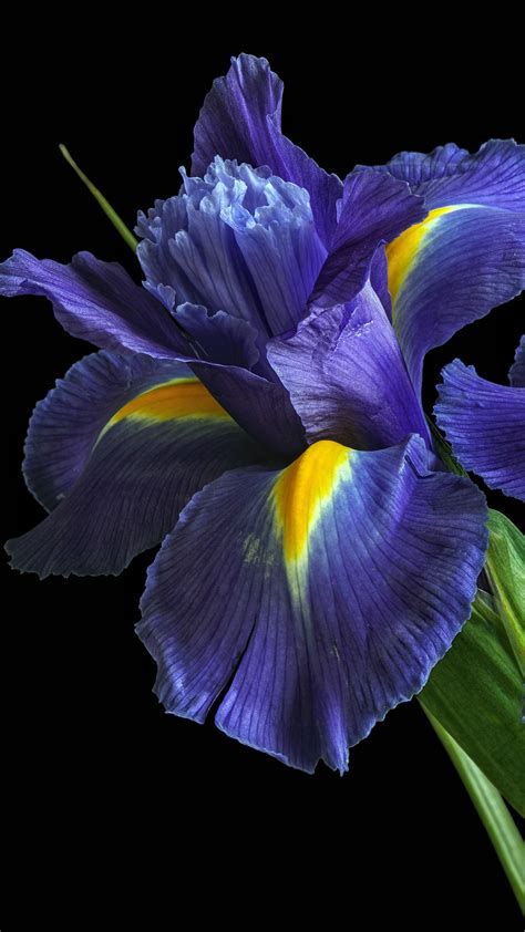 Wallpapers Hd Irises Purple Flowers