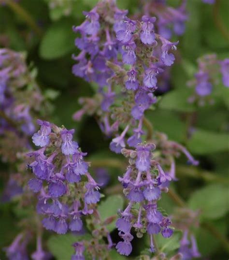 All feline proprietors recognize their hairy close friends enjoy the previous, however what regarding catmint? Catmint Plants vs. Catnip - What's the Difference?