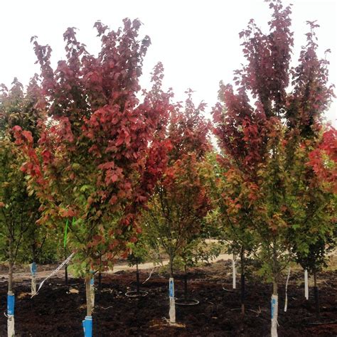 Autumn Spire Red Maples Trees For Front Yard Tree Autumn Front Yard