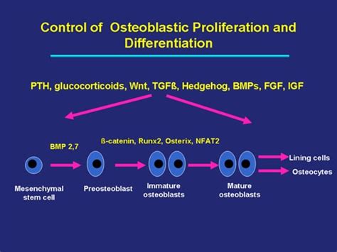 Bone Biology And Osteoporosis Slides With Transcript