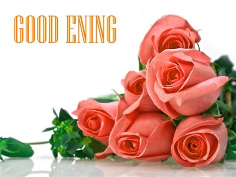 Good Evening Rose Wallpaperrosegarden Rosesflowercut Flowerspink