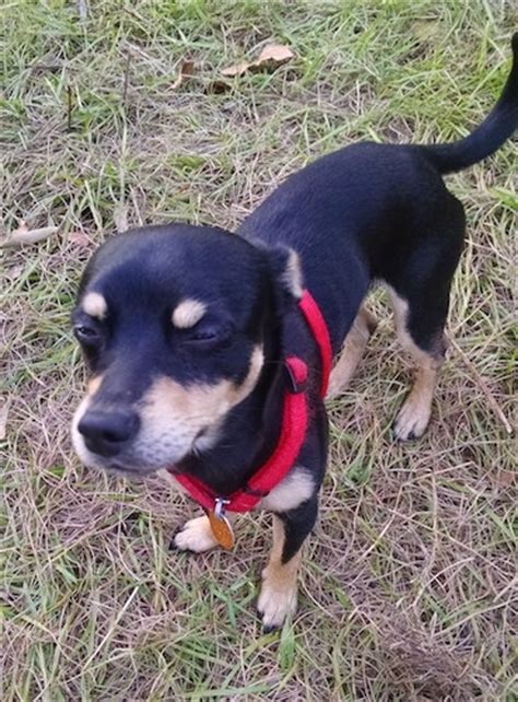 Chipin Dog Breed Information and Pictures