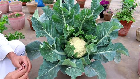 Gamalon Mein Cauliflower Phoolgobhee Growing And Care