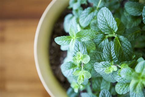 How to get rid of bees infestations. 19 Plants That Repel Insects
