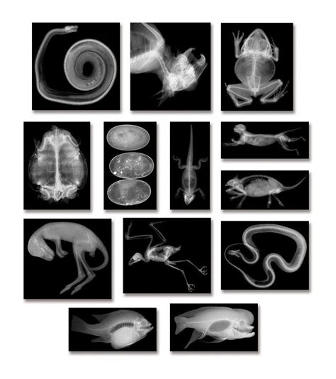 Free Printable Animal X Rays Printable Templates