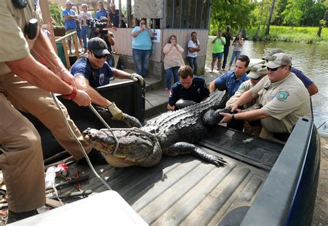 Alligator That Killed Man With St Louis Ties Is Shot To Death By Texas